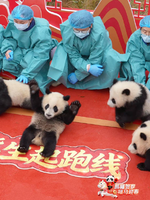 真·速度与激情 熊猫宝宝马年变身脱缰小野马