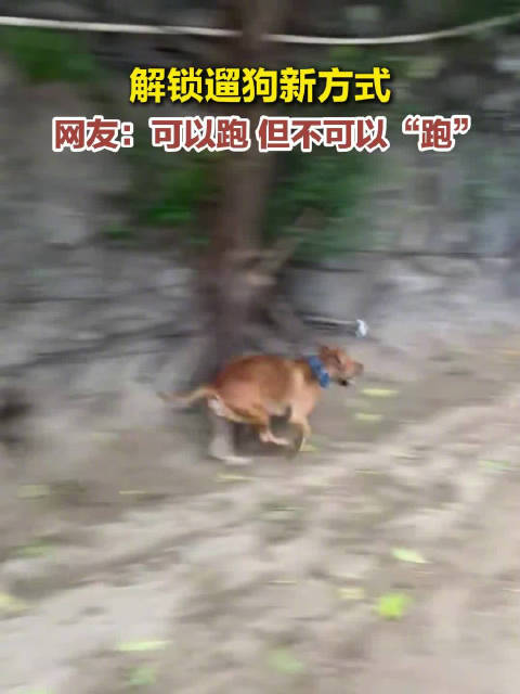 博主分享遛狗新方式，给狗狗栓上移动绳索