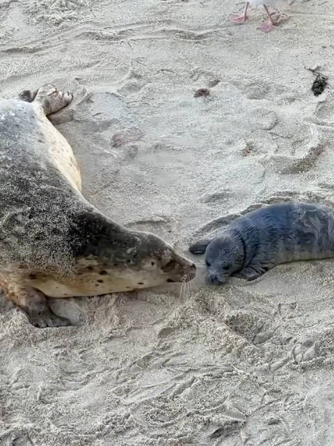 海豹妈妈在傍晚时分生下了她的孩子