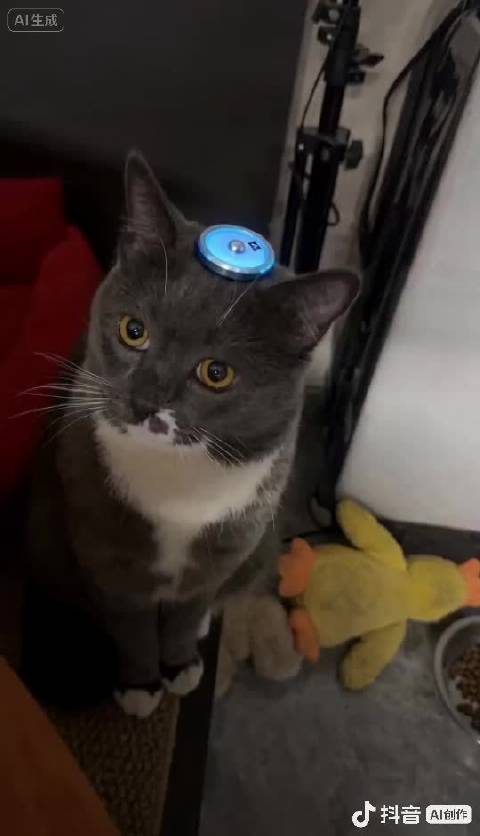 我家拥有一颗媒婆痣的小丑猫也来支持王鹤棣的电影啦！好好玩啊这个特效