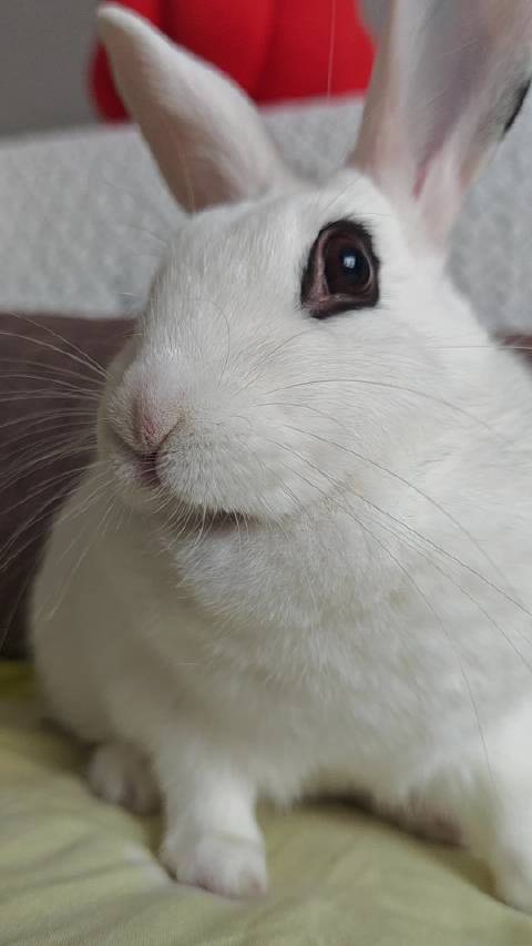 只有姐姐才会给妹妹吃zhui甜的丹东大！