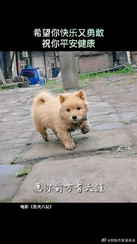 看到这个视频很难有人不哈特软软吧？