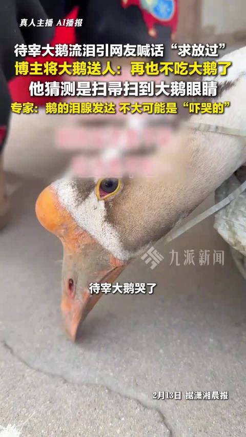 待宰大鹅流泪博主将鹅送人：再也不吃大鹅了