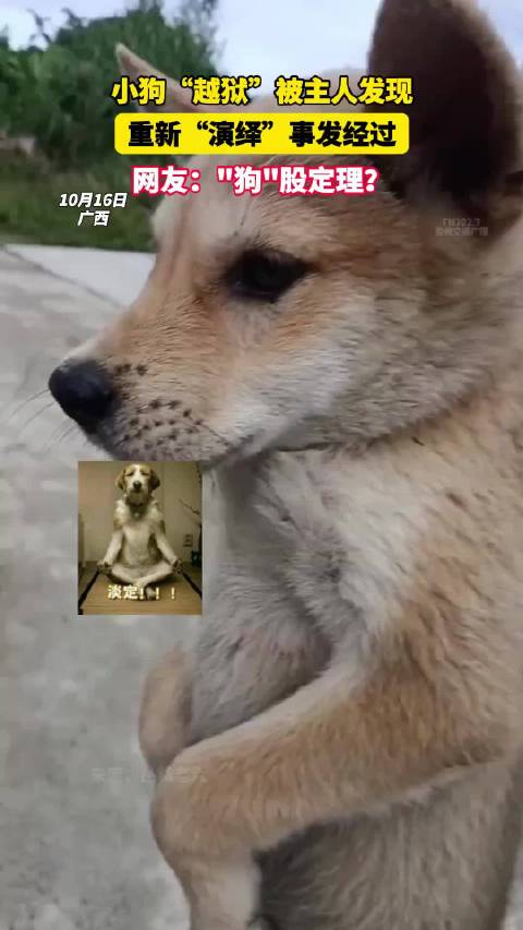 小狗“越狱”被主人发现，重新“演绎”事发经过，网友：“狗”股定理？！