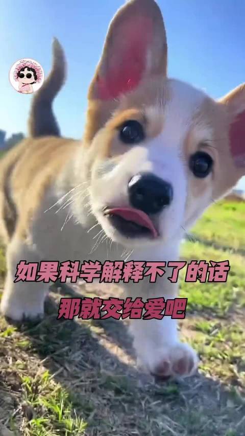 他们可能求了很久一只不够就一只一只往上加只为了你能活d 感人