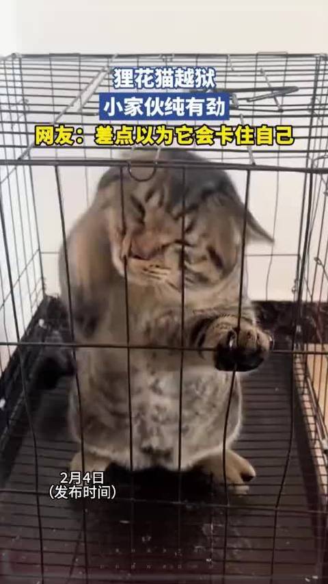 狸花猫越狱，小家伙纯有劲，网友：差点以为它会卡住自己