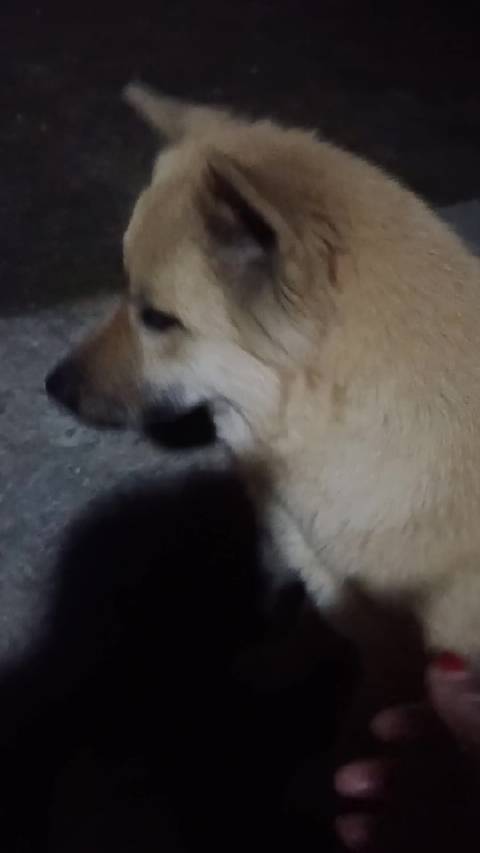 光吃肉饭不吃@成毅