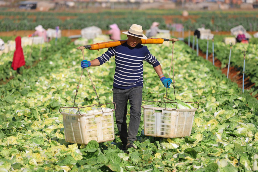 春节前夕，曲靖陆良的田间地头热气腾腾，这里正迎来冬菜采收上市的“黄金季”。王勇 摄