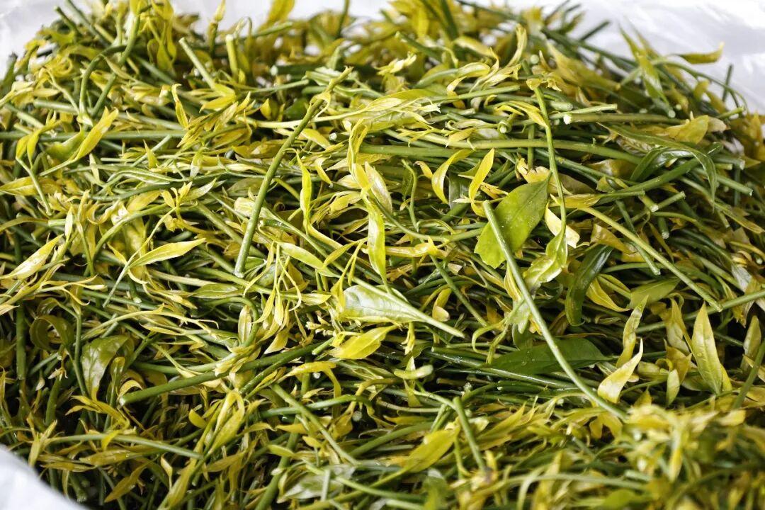 图源：“非常文山”微信公众号