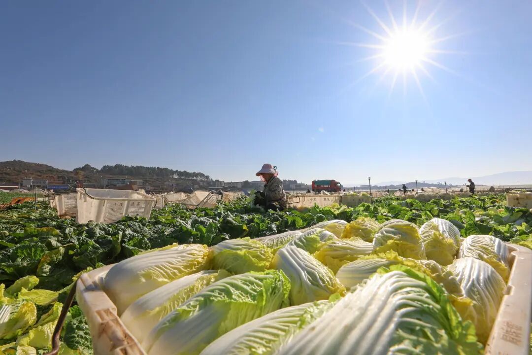春节前夕，曲靖陆良的田间地头热气腾腾，这里正迎来冬菜采收上市的“黄金季”。王勇 摄