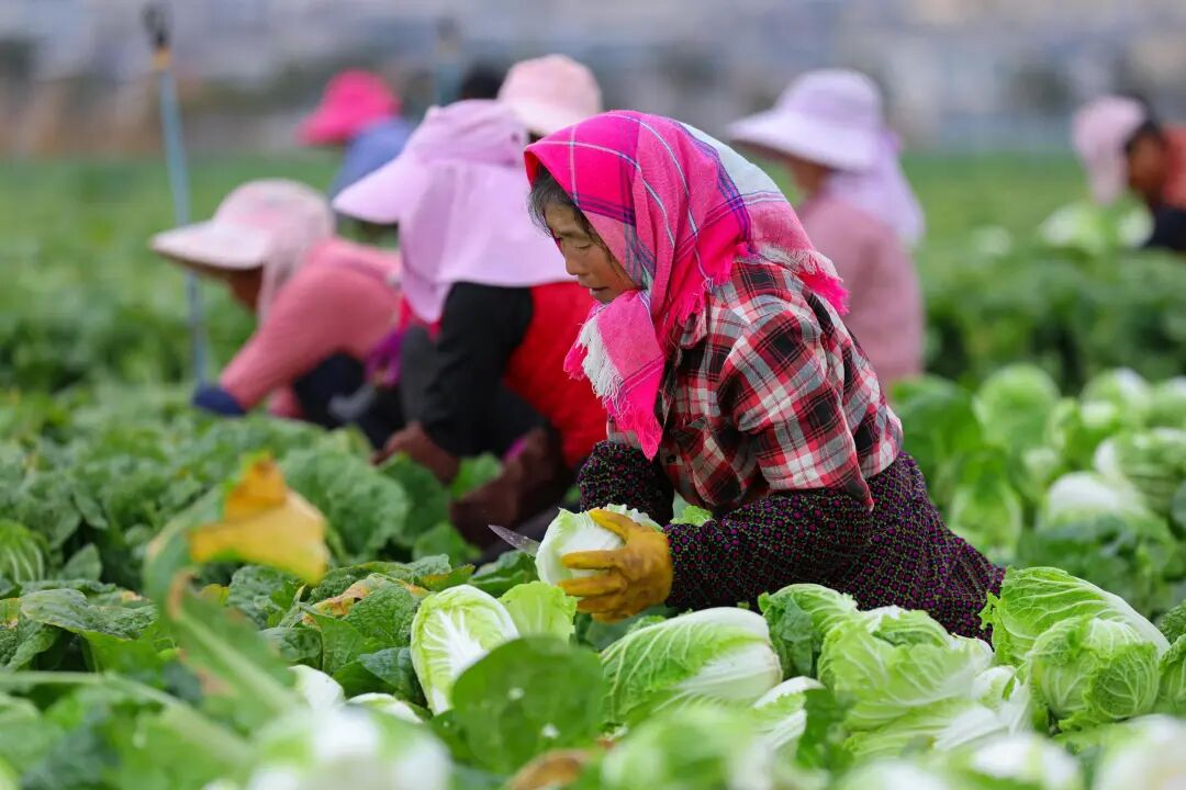 春节前夕，曲靖陆良的田间地头热气腾腾，这里正迎来冬菜采收上市的“黄金季”。王勇 摄