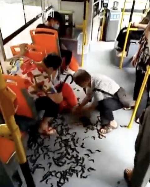 公交车上十几斤泥鳅倾泻而出 老伯:买来放生的
