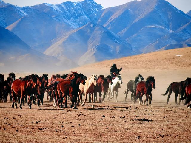 新华走笔|龙马精神|“脱下戎装”的战马