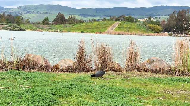 白敬亭宋轶同游湖畔偶遇骨顶鸡