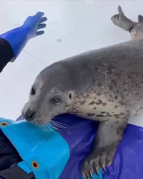 海豹爱抱抱