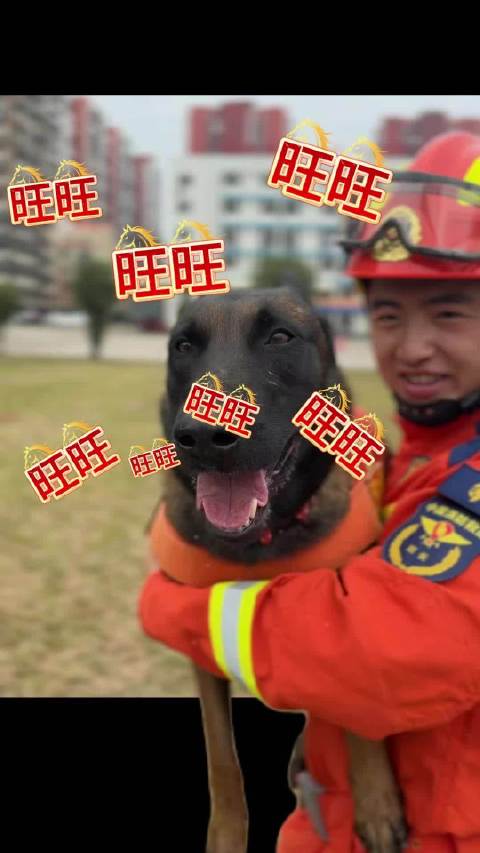 我们的黑豹来给大家拜个早年啦~ 新的一年一定会超旺！消防搜救犬谁看了不爱