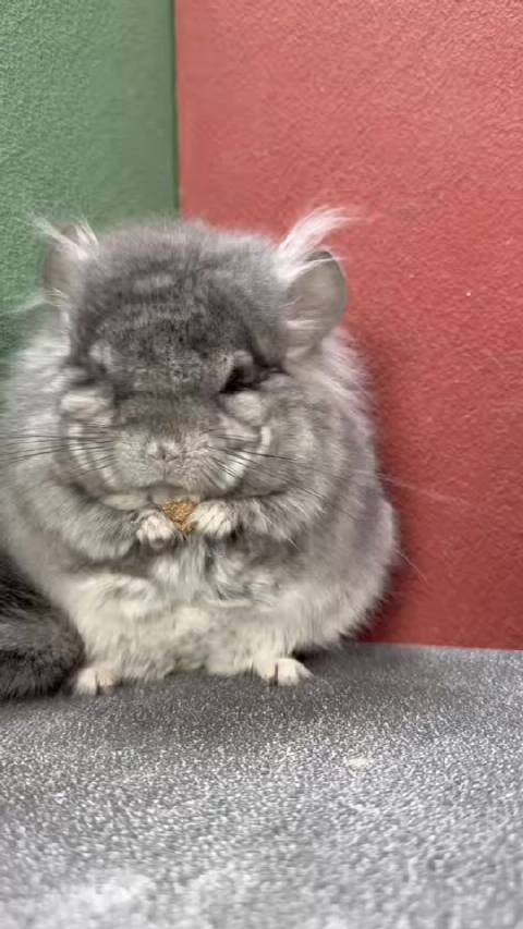 带紫带蓝标灰长毛龙猫mm