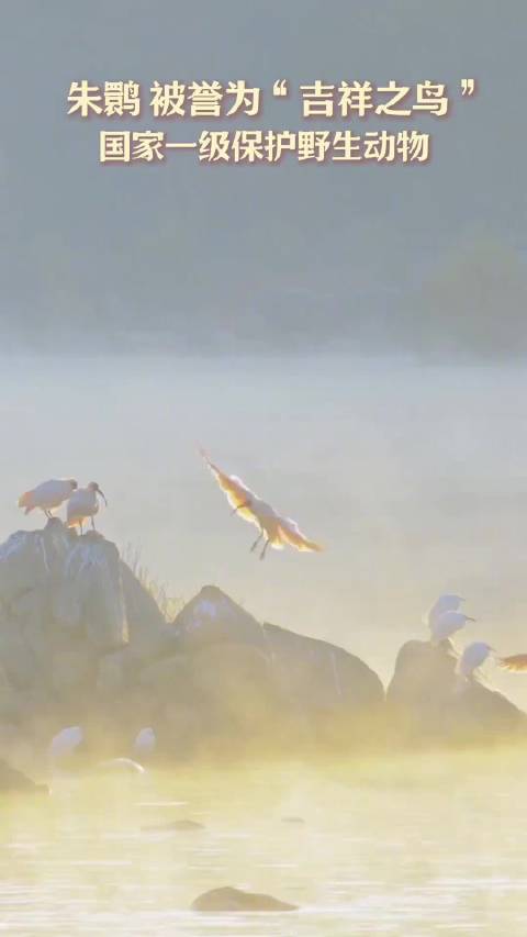 见者吉祥！朱鹮空中起舞诠释东方美学