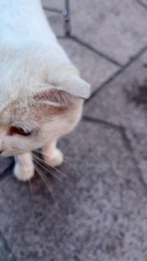 女子银行换卡遇流浪猫欲收养未果