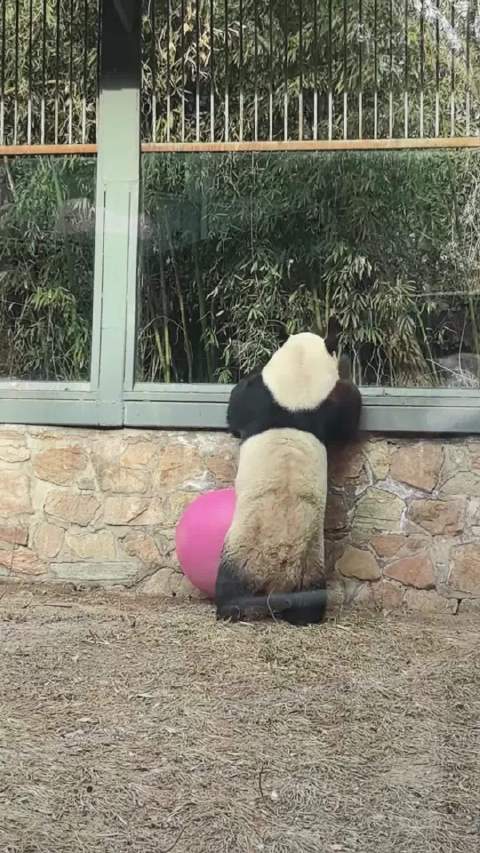 我觉得么么儿是想越狱出来看看的，还知道借用工具，可惜盆踩错了方向