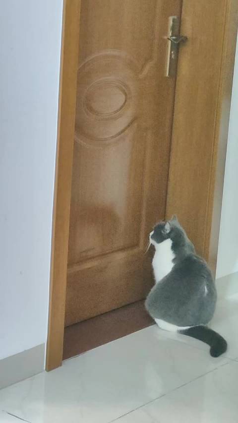 乖乖等我醒的乖小白