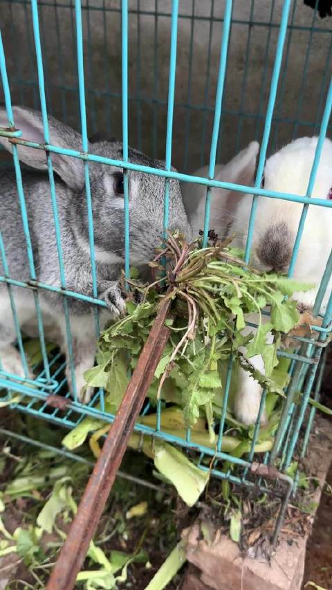 喂兔子 撸狗 记录一下