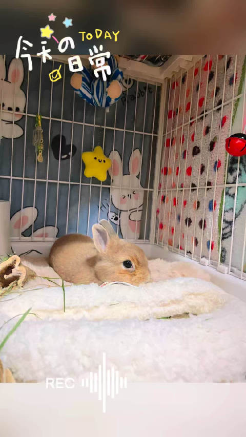 侏儒兔到家三月融入家庭，指甲划伤主人成甜蜜烦恼