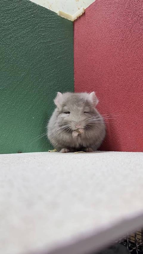 丝绒浅咖长毛龙猫dd