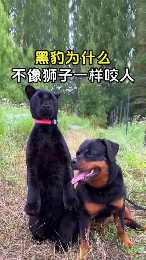 黑豹为什么不像狮子一样咬人呢？