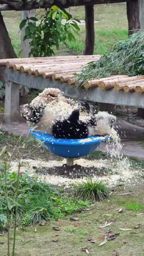 请欣赏 功夫熊猫