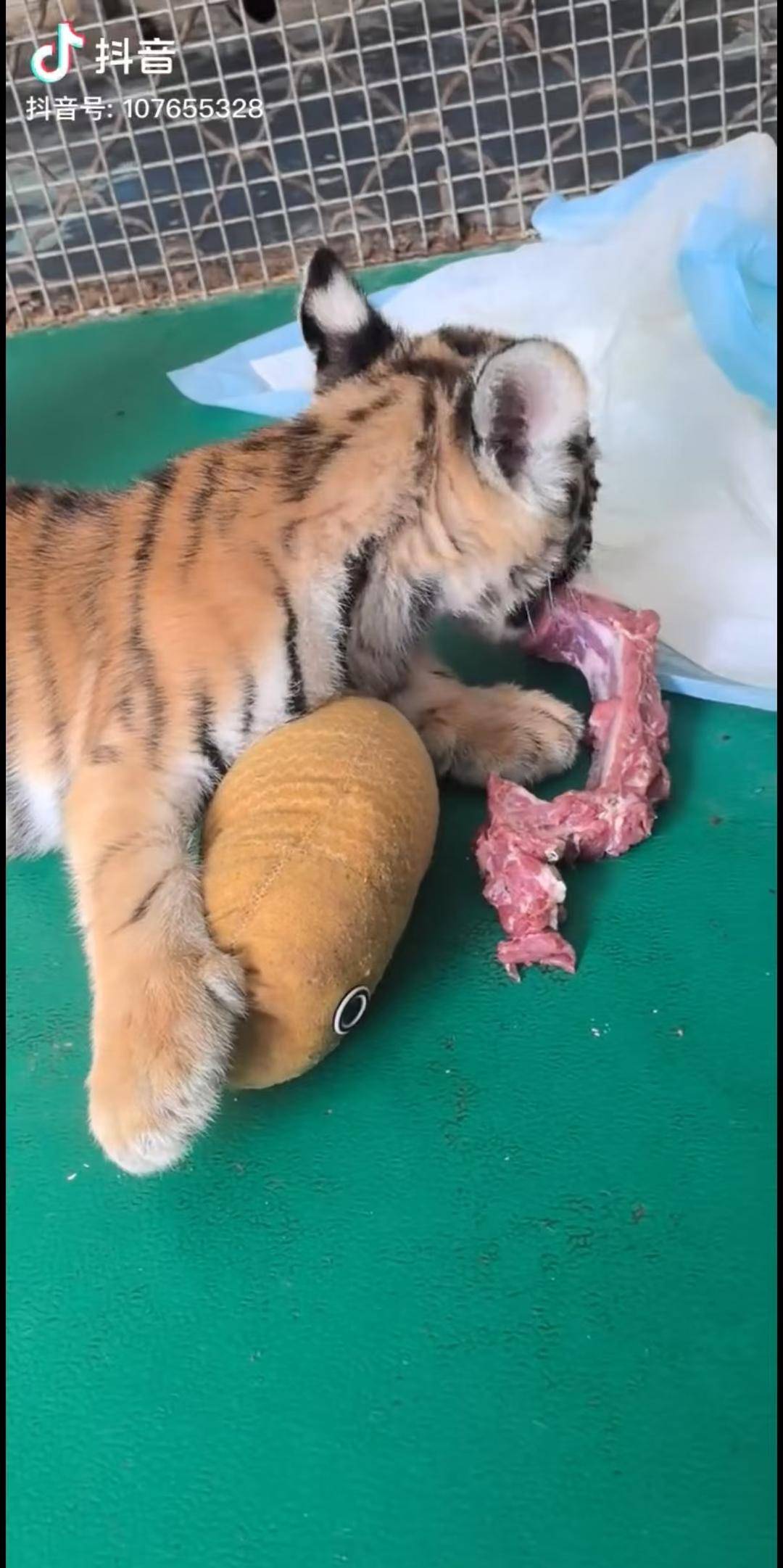 紫牛热点|动物园隐瞒小老虎死讯，用录屏冒充直播？饲养员最新发声否认录播