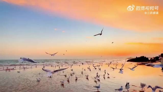 成毅歌声伴海鸥晚霞送新春祝福