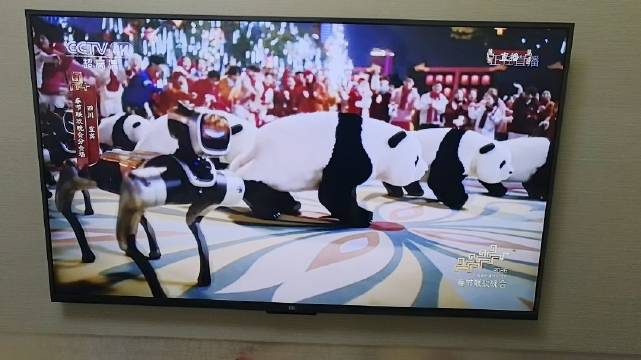 四川大熊猫花花和机器狗一起上春晚了！