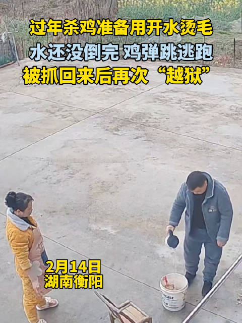 过年杀鸡准备用开水烫毛，水还没倒完鸡弹跳逃跑，被抓回来后再次“越狱”