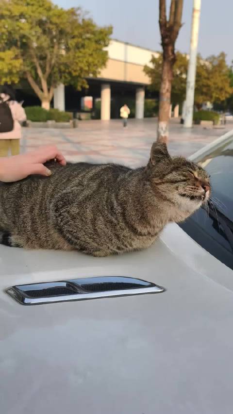 猫猫已经舒服到变成一只海豹了