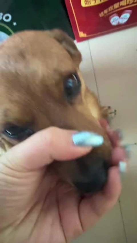 小狗小狗特别软乎乎的小狗 捏捏捏