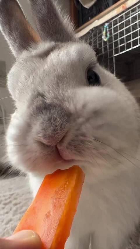 萌宠｜ 小兔子嚼嚼嚼