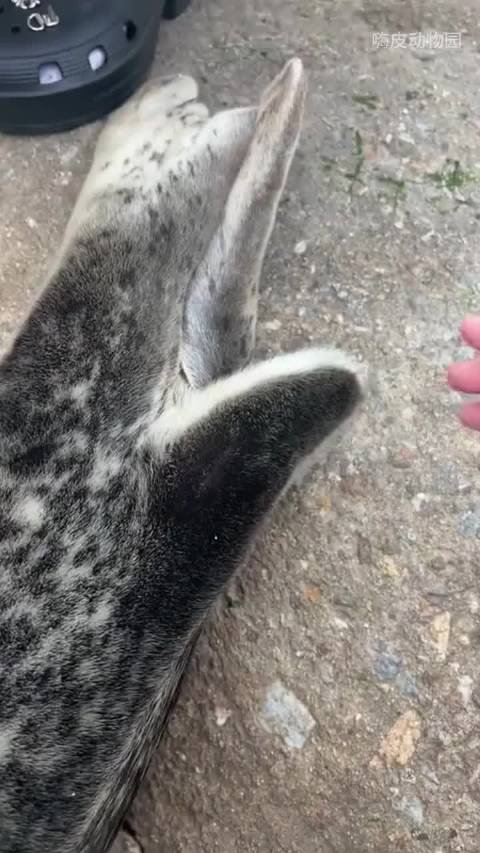 假如你摸一下海豹的尾巴会发生什么？