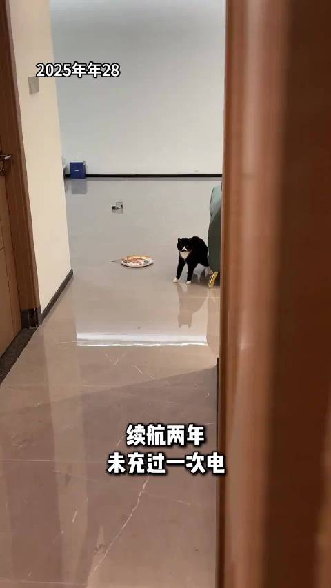 还有奔驰牌的猫呀？