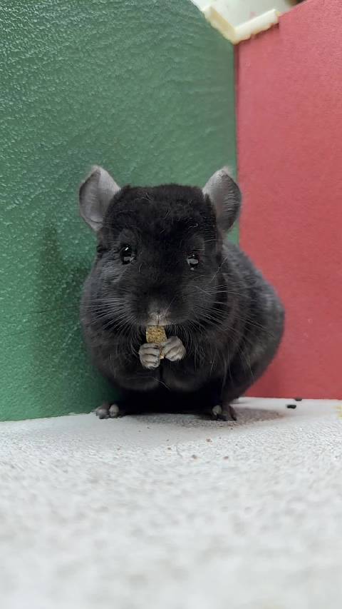 深黑斜长龙猫dd