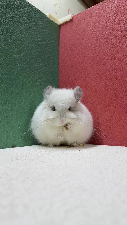 紫斑长毛龙猫dd