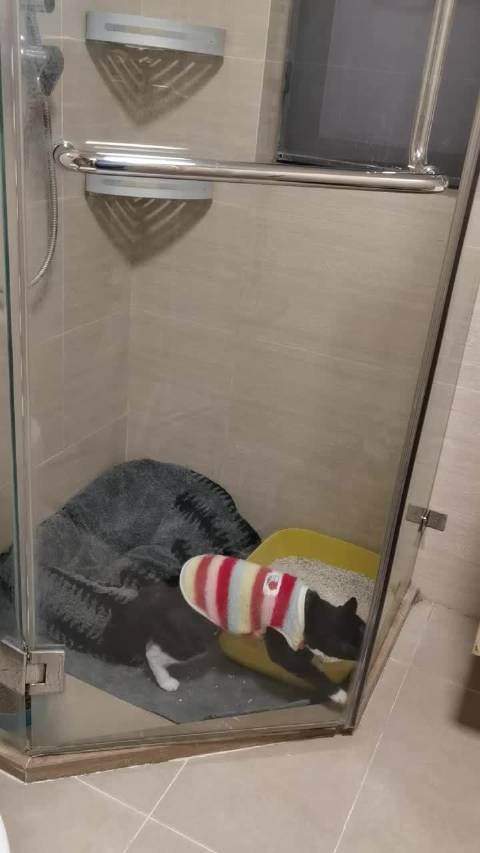 万万没有想到淼淼越狱竟如此得心应手 ki都看呆了哈哈哈哈哈哈