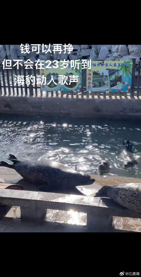 所有人来听海豹唱歌