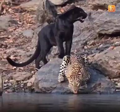 印度卡纳塔克邦罕见现黑豹与花豹同框觅食
