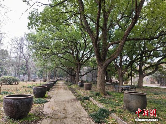 浙丝二厂内部，树木高大耸立。阿米娜·亚森 摄