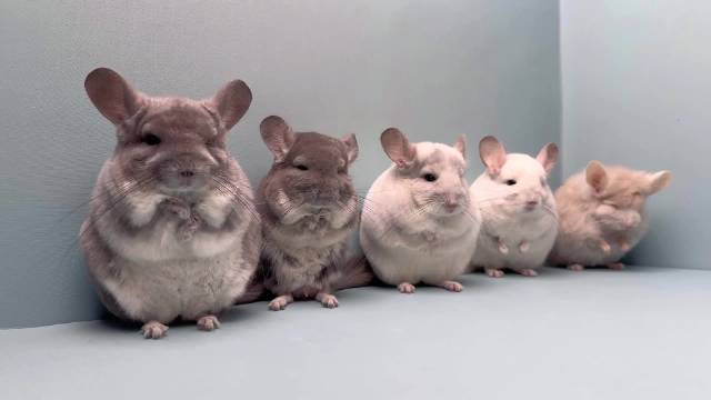 龙猫送祝福：新春大吉