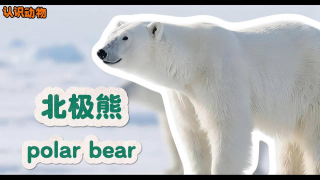 北极熊生存受全球变暖威胁，呼吁保护北极生态