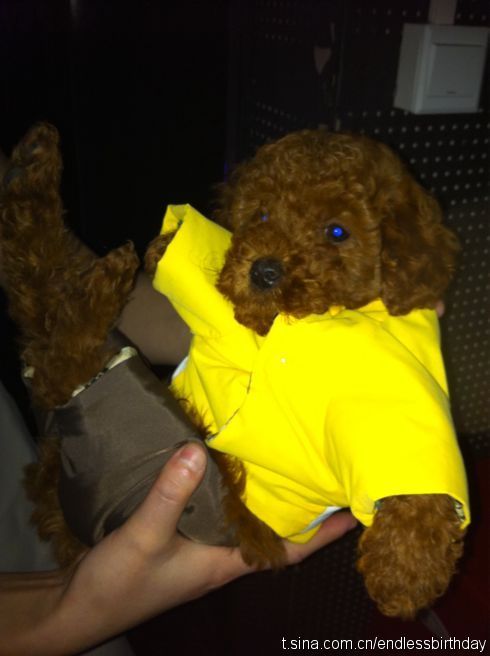 杨紫和她的博美犬Piupiu之间有哪些感人故事？