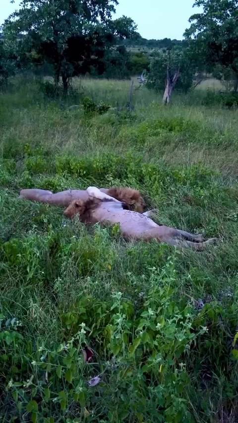 雷神和闪电兄弟睡大觉，被大象驱赶