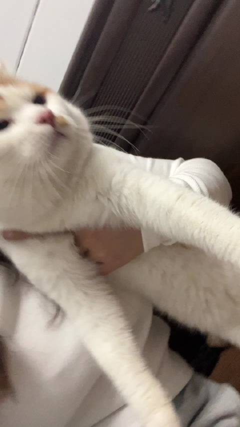 华晨宇新年祝福粉丝，愿2.0计划顺利